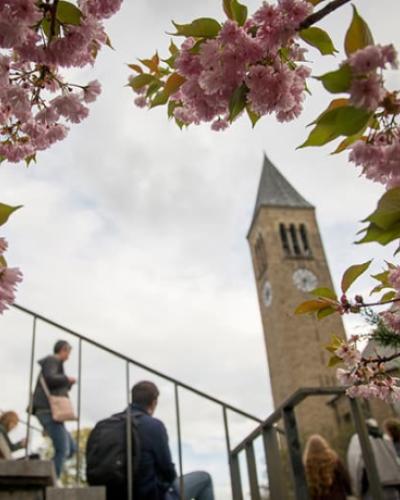 Cornell clocktower blossoms