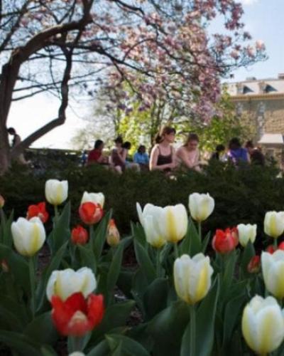 Tulips in front of Uris Library with students studying outside in the grass