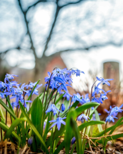 blue flowers blooming on Libe Slope